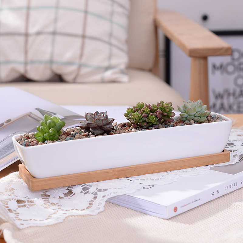 Bonsai Tree Zen Garden - Długi prostokątny biały ceramiczny doniczka na