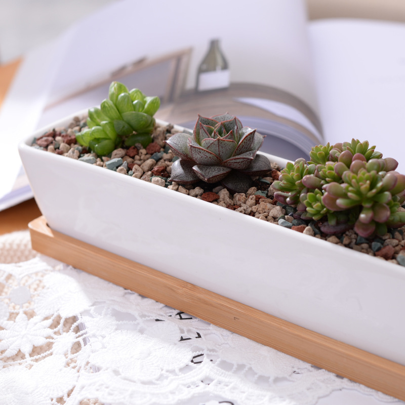 Długi prostokątny biały cerami – Bonsai Tree Zen Garden recenzja i cena
