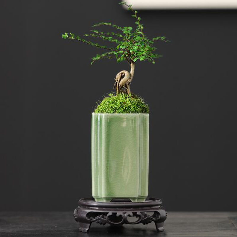 Porcelanowy kwadrat Celadon Gl – Bonsai Garden Art recenzja i cena