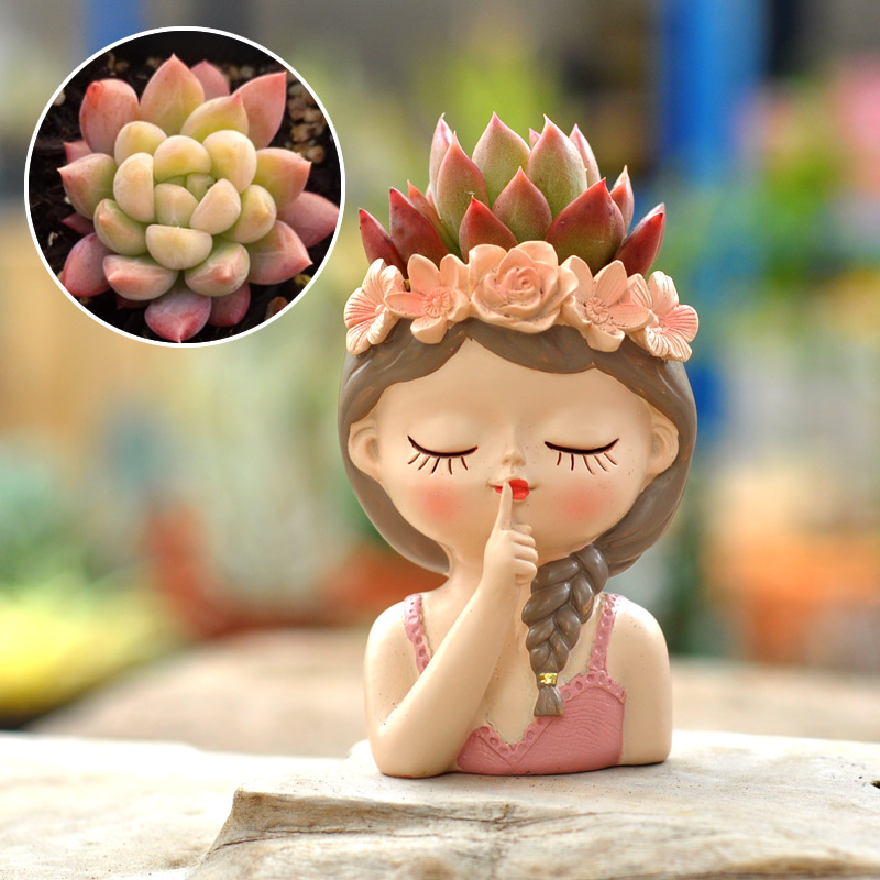 Wróżka Sukulent Doniczka Ozdob – Bonsai Tree Zen Garden recenzja i cena