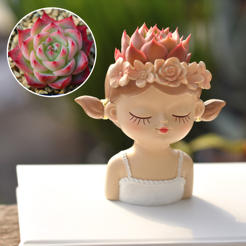 Wróżka Sukulent Doniczka Ozdob – Bonsai Tree Zen Garden recenzja i cena