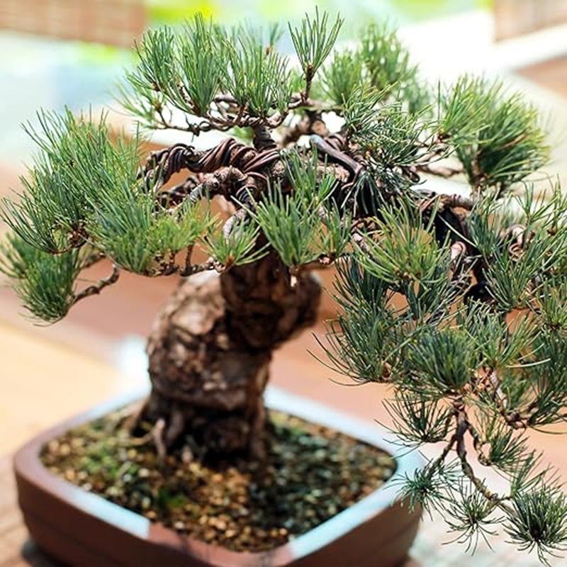 Drut aluminiowy do bonsai, cza – Bonsai Wire Aluminum recenzja i cena